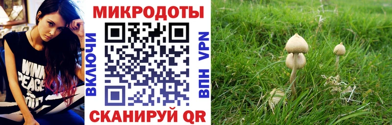 Купить  Железногорск-Илимский  Псилоцибиновые грибы Psilocybine cubensis 